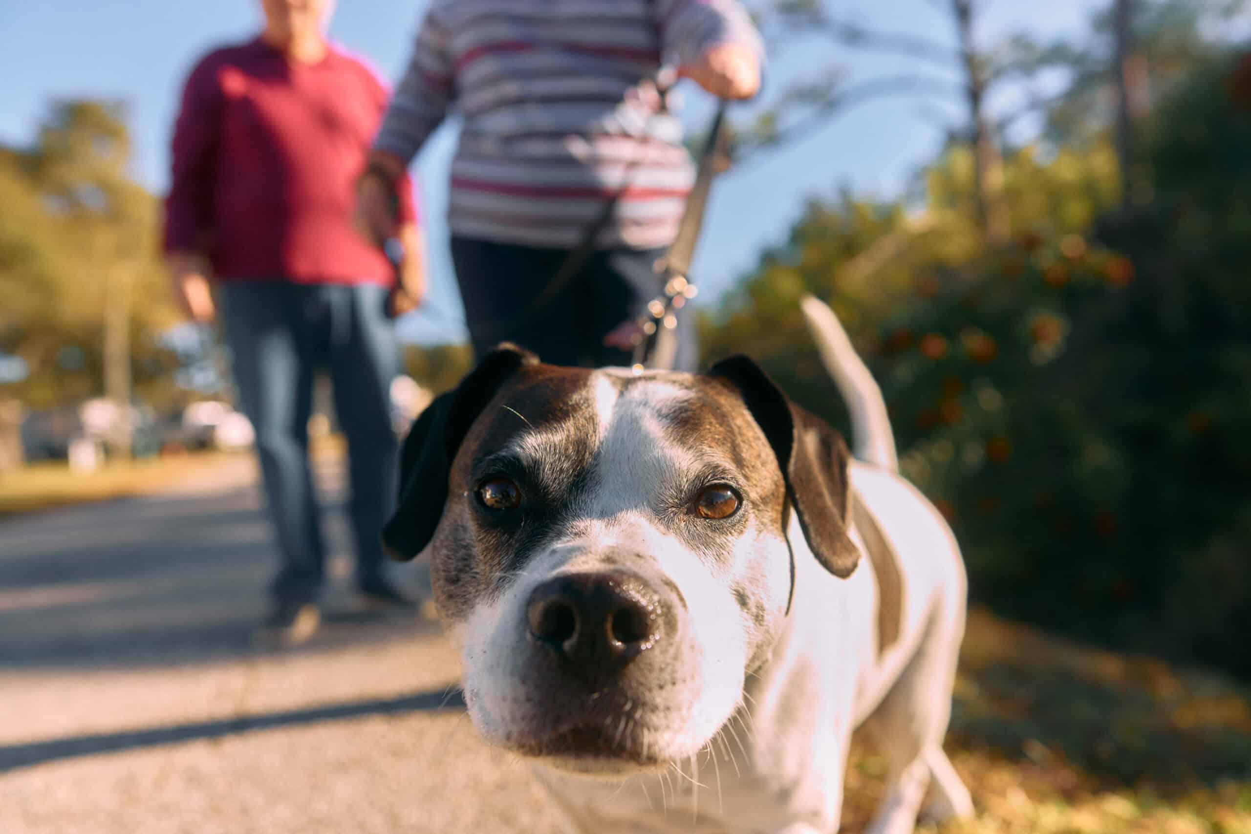 A close-up of a dog on a leash during a walk, with two people walking behind it on a sunlit path.